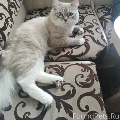 Пропал кот Вася, г. Куровское