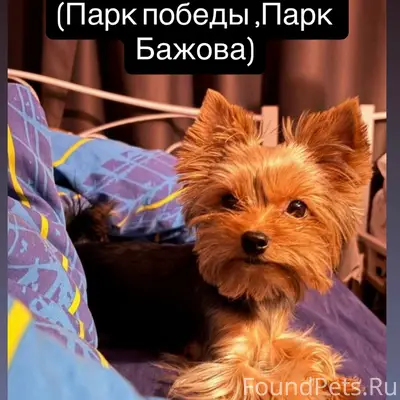 Пропала девочка йоркширский терьер Мика
