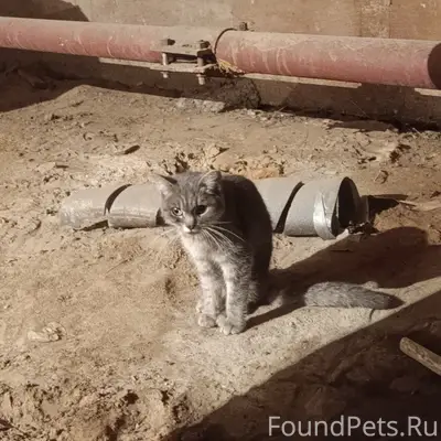 Найден кот, хромает, Водники