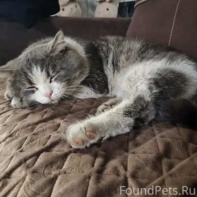 Пропал кот, район ул. Энгельса, Садовой, Канской