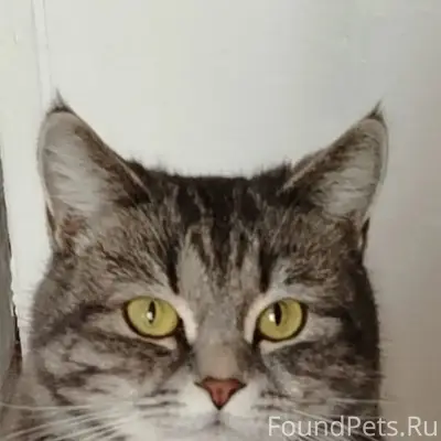 Пропала кошка, П. Залесный