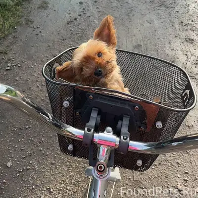 Пропала собака Джесси, район 2 школы