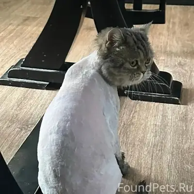 Пропал кот Тоффи, мкр Северный
