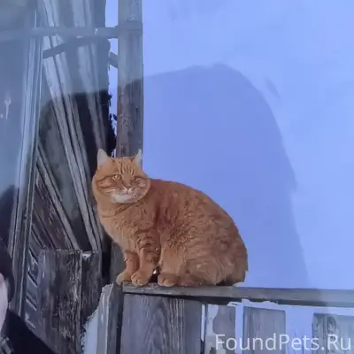 Пропал кот Яша, м. Нежданово