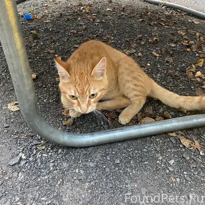 Найден рыжий кот, парк дк Эльмаш