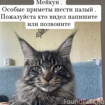 Пропал кот, Волхов