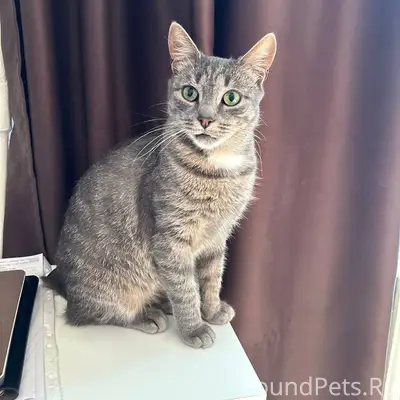 Пропала кошка, мкр Таврово - 3