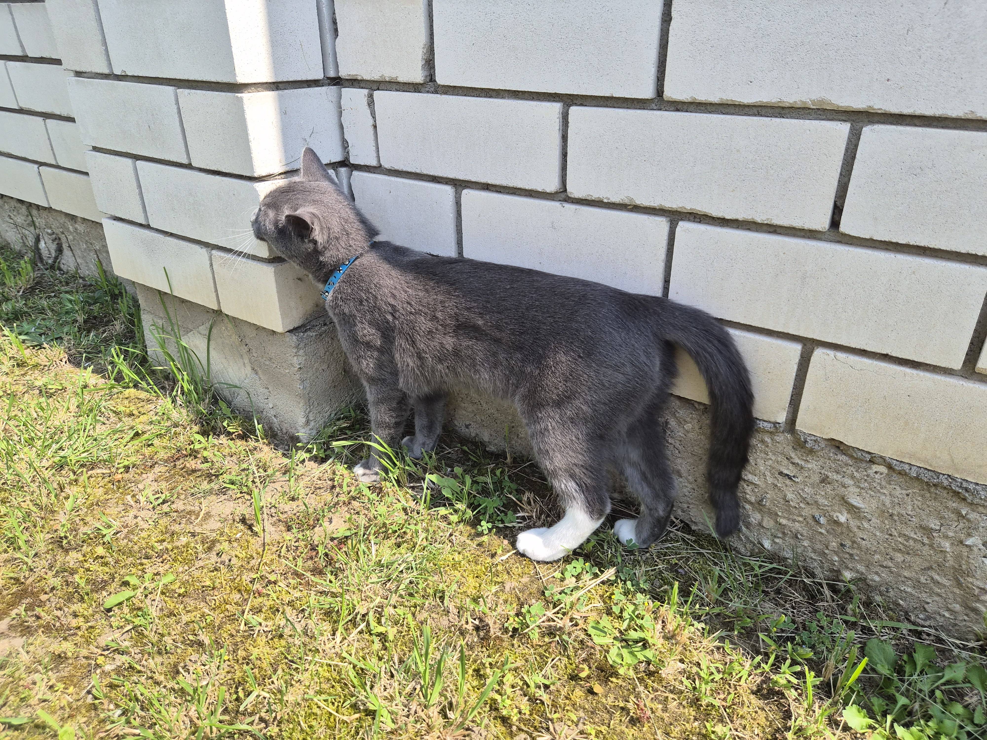 Найден кот(кошка)