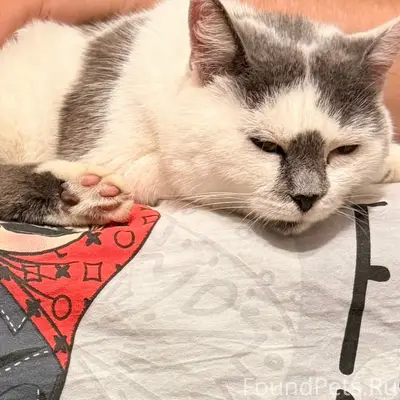 Найдена кошка, ул. Луначарского