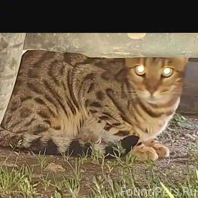 Найдена кошка, д. Семеновское