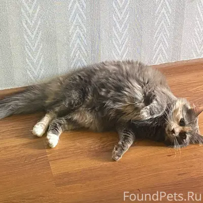 Пропала трёхцветная кошка Ксюша, Володарский район