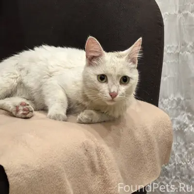 Найден белый кот, Самаркандская 147