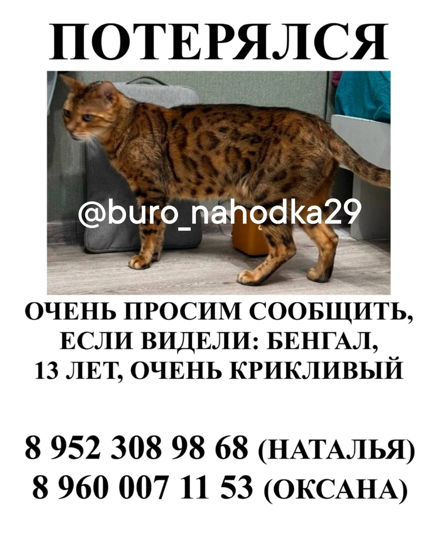 Пропал бенгальский кот Семён, СНТ «Судоремонтник»