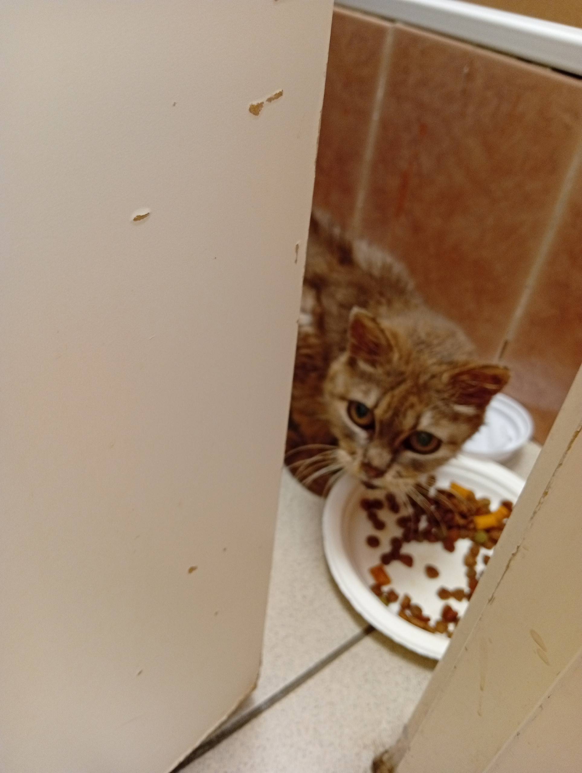 Найдена кошка, Сострадание