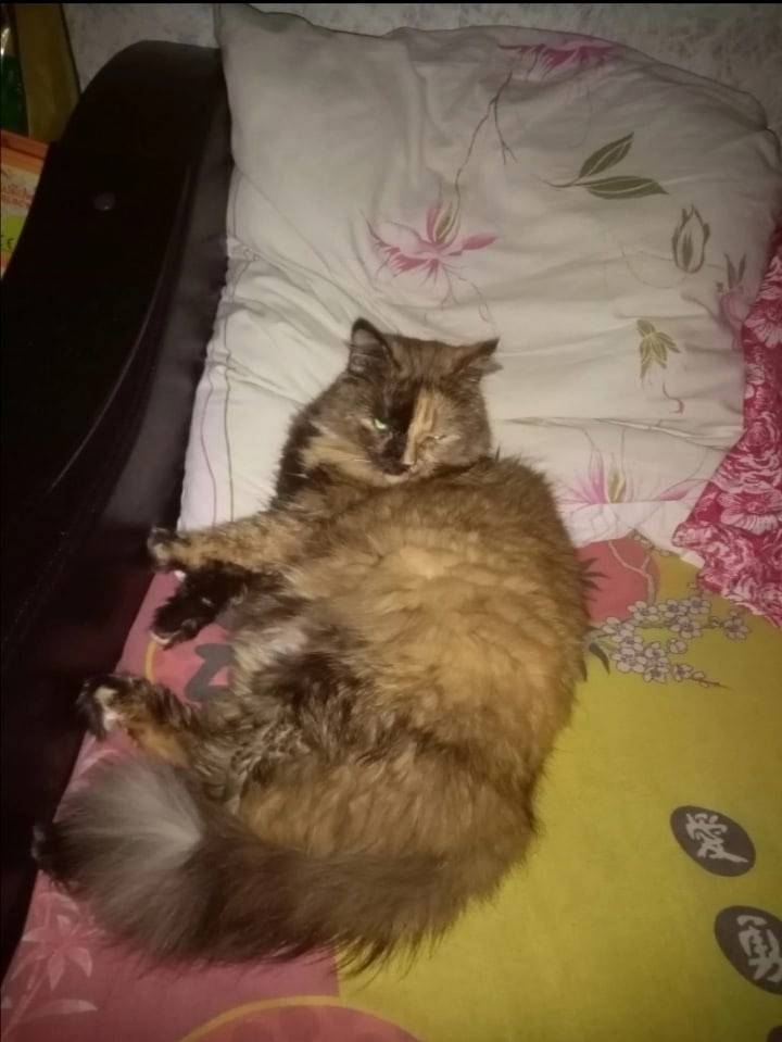 Пропала кошка Мурка, район жд‑вокзала