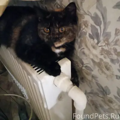 Пропала кошка Дуся, Туапсе