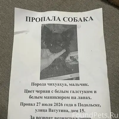 Пропал щенок чихуахуа, Подольск