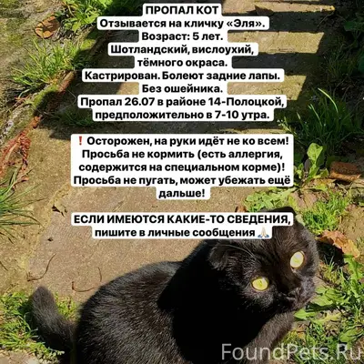Пропал шотландский вислоухий кот Эля, 14-Полоцкая