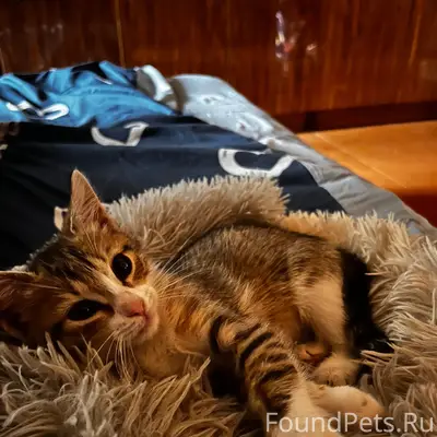 Пропал котёнок, улица Гайдара