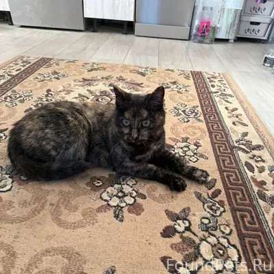 Пропала кошка, СНТ Тавры