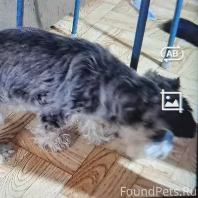 Пропала собака