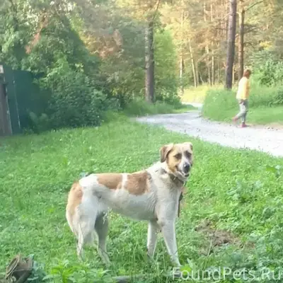 Пропала собака, деревня Балахонка