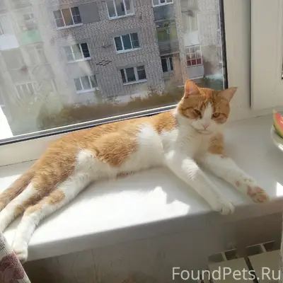 Пропал рыжий кот Рыжик, Текмаш