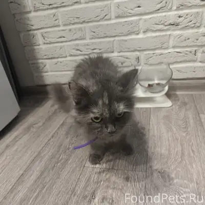 Найдена домашняя кошка, Желябова 13