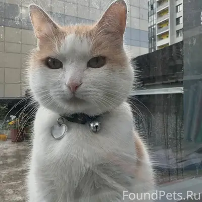 Пропала кошка, белая с рыжим, Петергофское шоссе