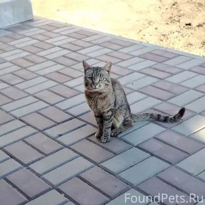 Пропал кот, Кривой Рог