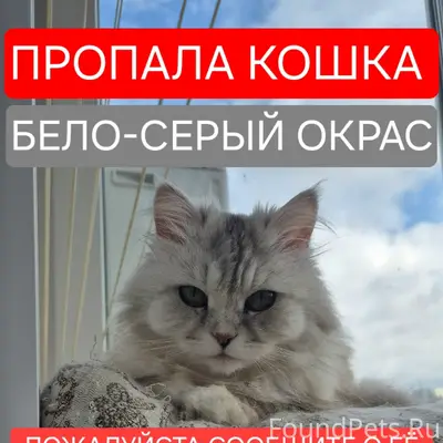 Пропала кошка, Волжский р-н