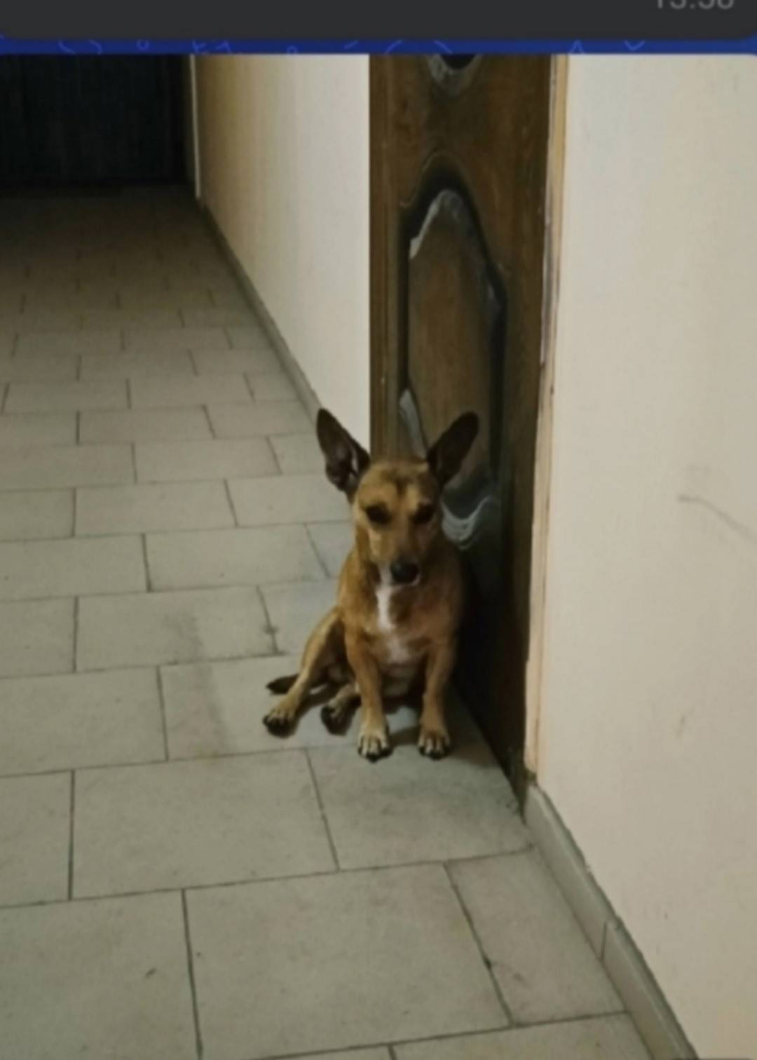 Найден тип собака, Майский Бульвар
