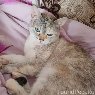 Пропала кошка, район Барышских вестей