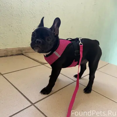 Пропала французский бульдог 