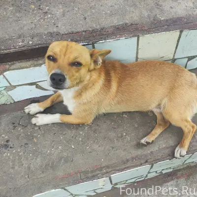 Пропал рыжий пёс Федя, район бумеранга