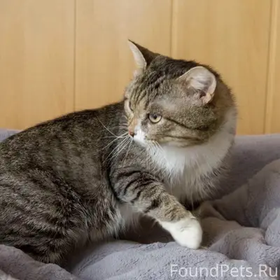 Найден кот Шурик, Томск