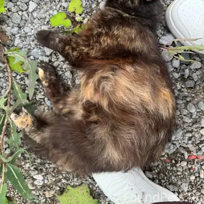 Найдена мама кошка и котята, село Богандинское