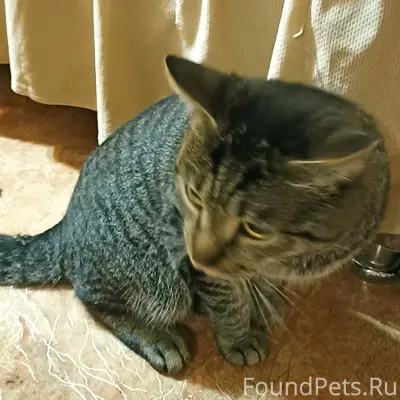 Найден кот, Кировский район