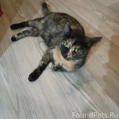 Пропала кошка Вася, район поле чудес