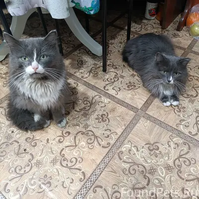 Пропал кот Мартик