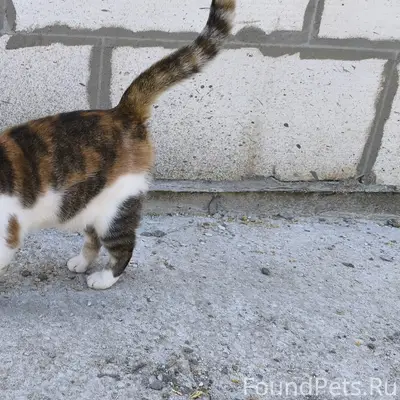 Пропала кошка Люся, Якиманская Слобода