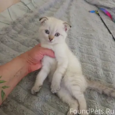 Пропала кошка, район северной поликлиники