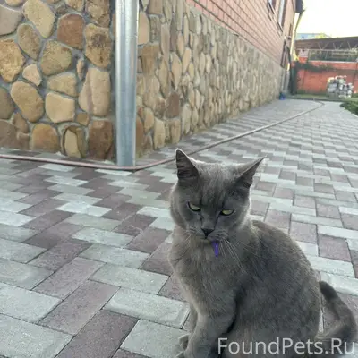 Пропал кот, переулок Набережный