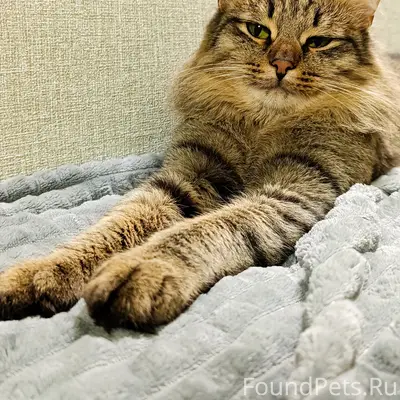 Пропал кот, Щуково