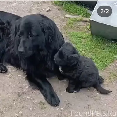 Пропал пёс Барсик