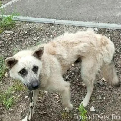 Найден пес, остановка 'Долгово', Кинешма
