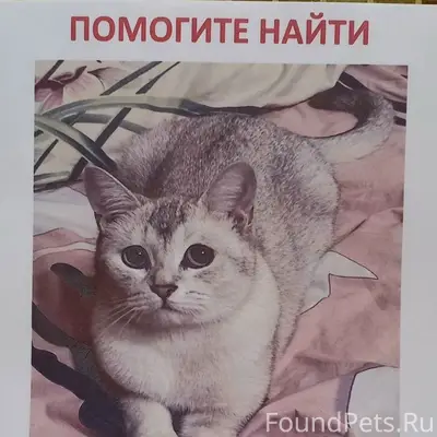 Пропала бурмилла Кейти, Москва, Солнцево