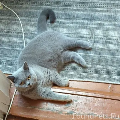 Пропала британская кошка Скай, Вологодская обл.