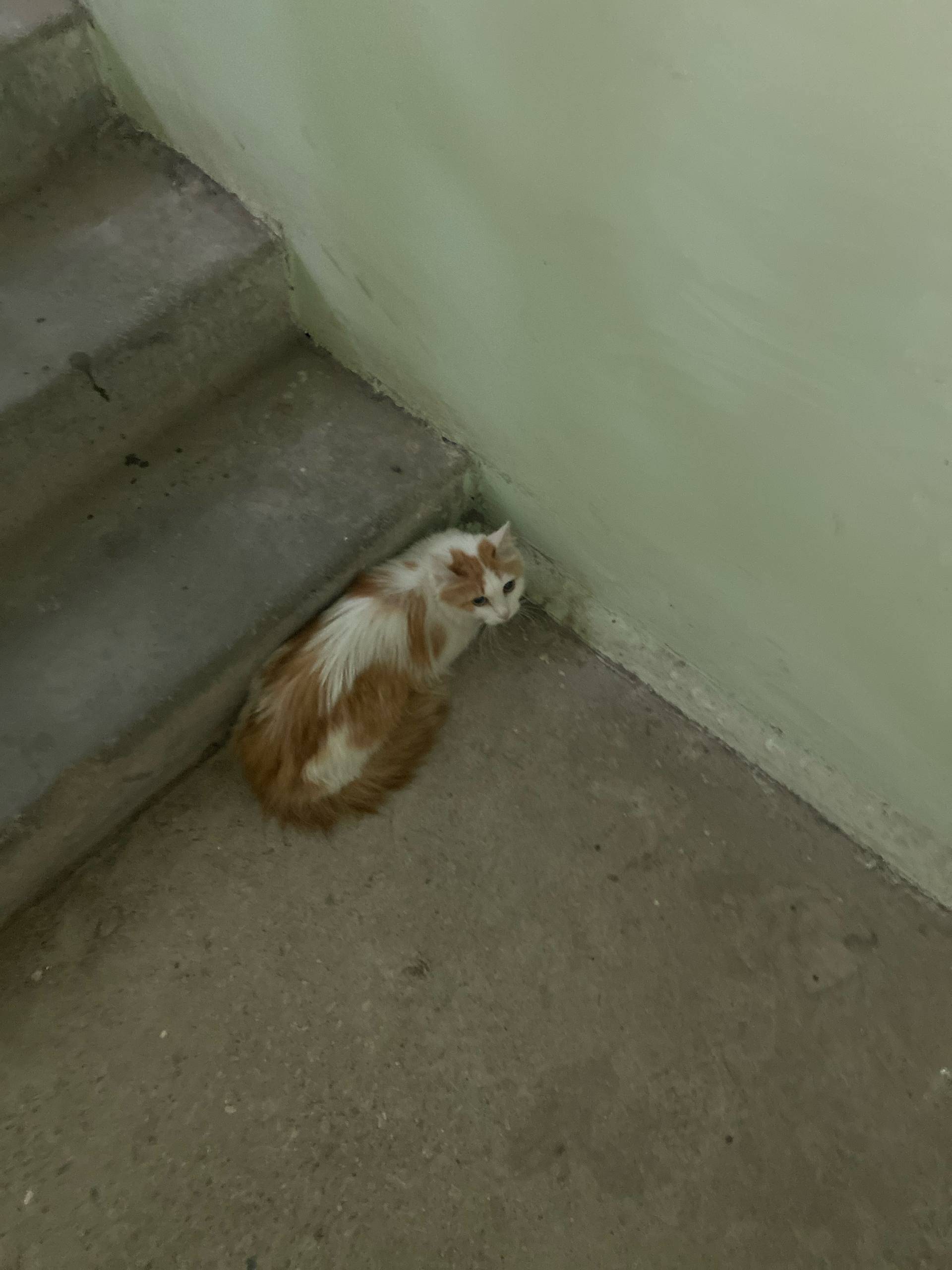 Найдена кошка, Самара, Карбышева