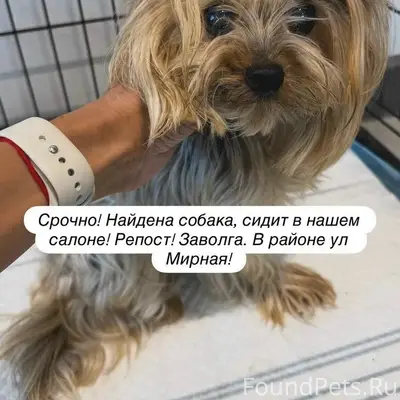 Найден тип собака, г. Ярославль, Заволжский район